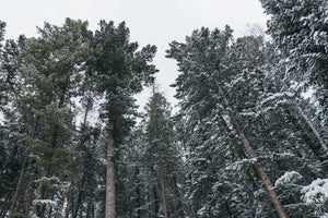 Snow covered pine trees in the Colorado mountains, from Pesca Innovations' wall mount ski storage guide